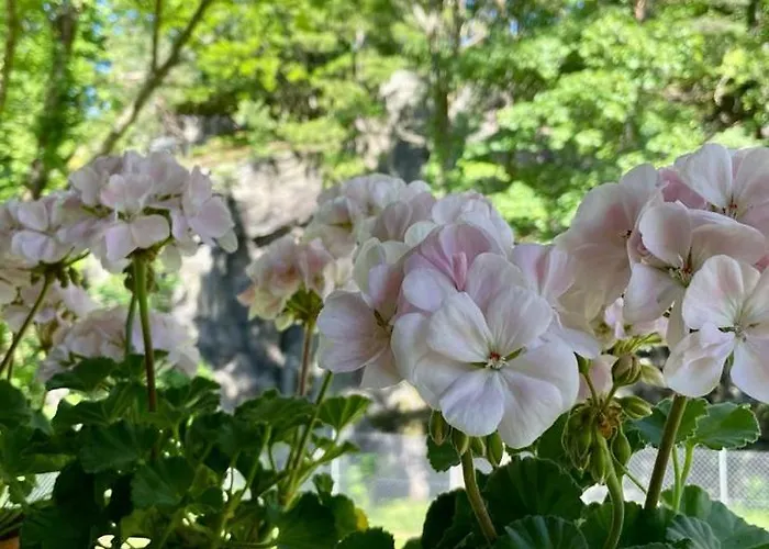 Przy Rozpadlisku Apartment *